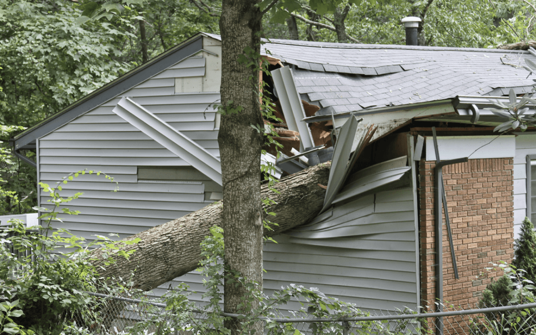 What Should You Do If A Tree Falls On Your Roof?