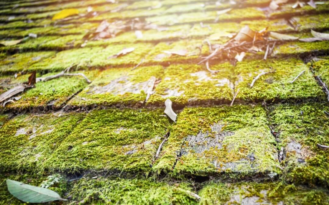 Moss Roof