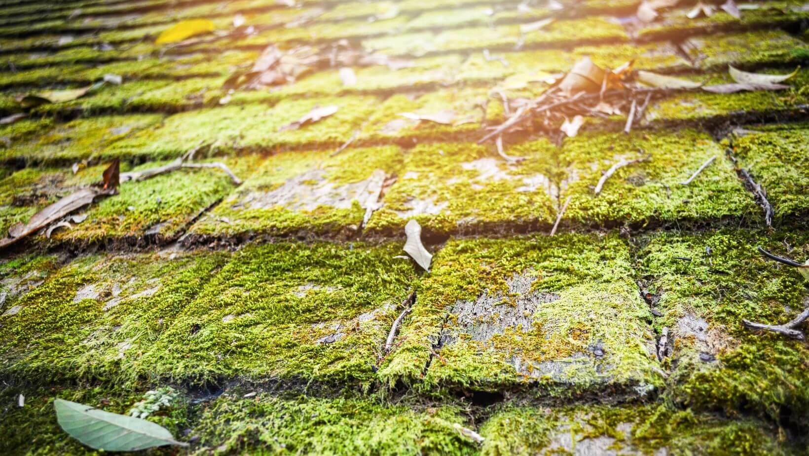 Removing Moss and Debris From Your Roof Southline Roofing